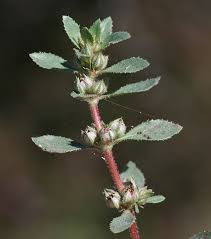 Image result for Bergia salaria