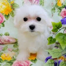 Click here for more infor. Micro Teacup Maltese Puppies For Sale Near Me Usa Canada