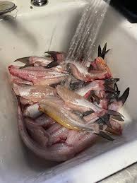 Anyone know if the sandbass have started to run yet?