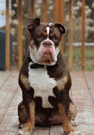 The purebred olde english bulldogge. Olde English Bulldogge Olde English Bulldogge Bulldog Puppies English Bulldog Care