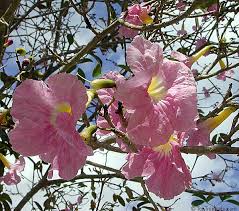 Image result for Tabebuia heterophylla