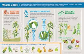 Gmo Basics Gmo Answers