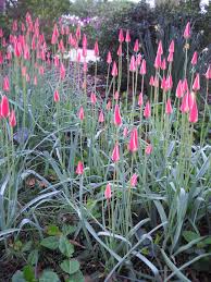 Tulips in cold climates can bloom for many years. Wild Tulips For Fall Hgtv