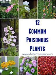 How Safe Is Your Garden Whats Ur Home Story Poisonous Plants Plants Common Garden Plants