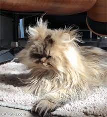 Bad Hair Day Funny Animals Funny Animal Videos Cat Breeds