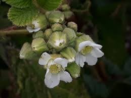 Image result for Rubus ellipticus