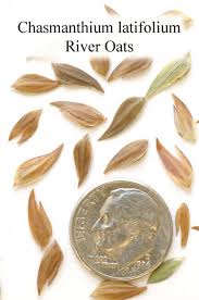 Image result for Chasmanthium latifolium
