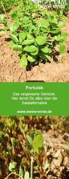 Der Portulak Hier Erfahrt Ihr Alles Rund Um Das Gemuse Portulak Anbau Pflege Ernte Und Vieles Mehr Eatclean Heresm Portulak Gartendesign Ideen Pflanzen