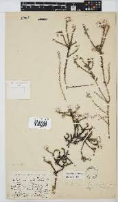 Image result for Monosis conferta