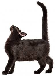 Het enige zwarte kattenbijgeloof dat je ooit zou moeten geloven, is dat zwarte katten geweldig zijn! Zwarte Kat Peewee Kattenbaksysteem En Houtkorrels