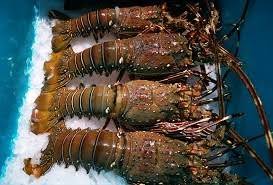 Langosta Entera