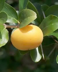 Image result for Dovyalis afra