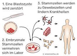 Drei Vorteile Und Nachteile Der Embryonalen Stammzellen Wissensschau De