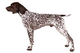 She have a good temperamentum. German Shorthaired Pointer Dog Breed Information