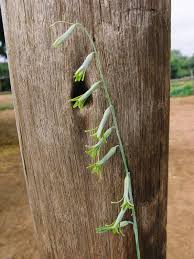 Image result for Dipcadi marlothii