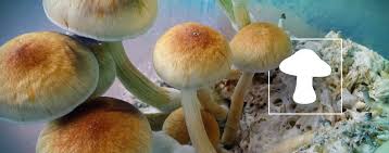 Ultimate Guide To Growing Magic Mushrooms Indoors Zamnesia Blog