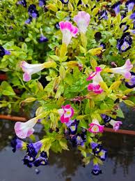 Image result for Linderniaceae