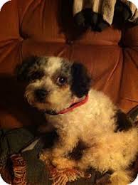 Warren Mi Poodle Toy Or Tea Cup Shih Tzu Mix Meet Bobby Otis A Dog For Adoption Http Www Adoptapet Com Pet 11682422 Warren Mic Toy Poodle Poodle Pets