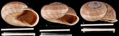 Image result for Isoglossa punctata