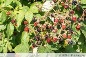 Wilde Brombeeren Anbauen Oder Vernichten Pflanzen Brombeeren Pflanzen Brombeeren