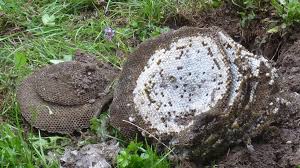 Les causes de la forte mortalité des frelons en cette période de l'année s'expliquent par c'est à la fin de son hibernation que la reine essaime en particulier près des arbres fruitiers. Que Faire En Presence D Un Nid De Guepes Ou De Frelons Conseils