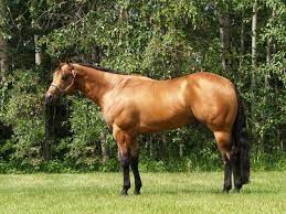 American Quarter Horse For Sale American Quarter Horse Quarter Horse Horses