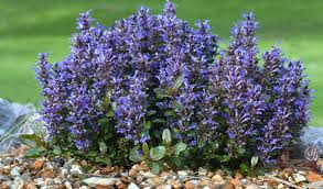 Image result for Ajuga