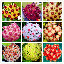 24 Color Hoya Flower Flores Rare Perennial Plant Hoya Carnosa Plante Bonsai Plantas Pot Plant For Home G Money Tree Plant Flower Garden Plants Perennial Plants