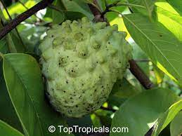 Cold hardiest of all the annonas. Annona Cherimola X Annona Squamosa Atemoya Toptropicals Com