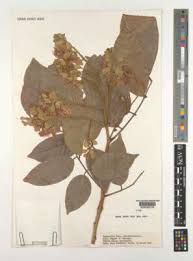 Image result for Isoberlinia tomentosa