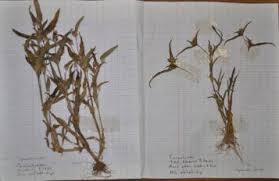 Image result for Cyanotis lanata