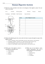 Absorption, amino acid, carbohydrate, chemical digestion, chyme, complex carbohydrate,. Gizmo Digestive System Worksheet Answers Printable Worksheets And Activities For Teachers Parents Tutors And Homeschool Families