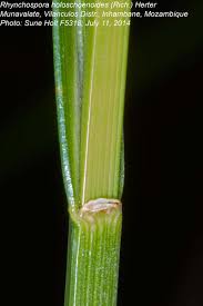 Image result for Rhynchospora holoschoenoides