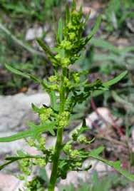 Image result for Chenolea diffusa