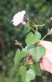Image result for Ipomoea wightii