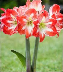 Amaryllis Minerva Bulbous Plants Amaryllis Amaryllis Bulbs