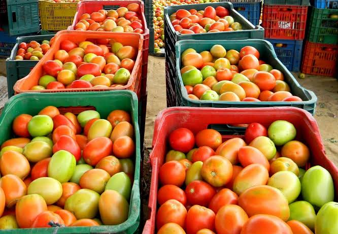 Cotação Ceasa deste começo de junho apresenta queda no preço do tomate -  Folha de Uberaba