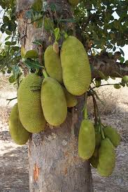 328 jack fruit tree products are offered for sale by suppliers on alibaba.com, of which artificial plant accounts for 4 you can also choose from brown jack fruit tree, as well as from trees jack fruit tree. Jackfruit Artocarpus Heterophyllus