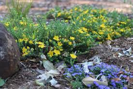 Image result for Hibbertia