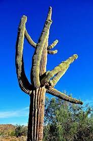 Plantas Y Animales Proveedores De Agua Saguaro Cactus Cactus Flower