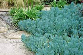 Image result for Senecio greenwayi