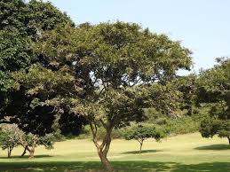 Image result for Millettia grandis