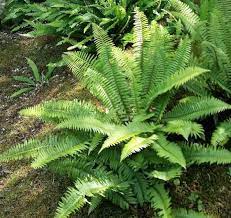 Western Sword Fern In Our Garden Photo By Corinne Kennedy 2017 Seattle Japanese Garden Japanese Plants Japanese Garden Plants