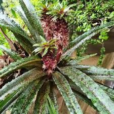 Image result for Crinum lugardiae