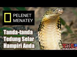 Tidak sukar untuk membezakan cirinya ular tedung selar boleh mencapai 18 kaki panjang, menjadikan mereka spesis terpanjang dalam kategori. Ular Paling Bisa Tedung Selar King Cobra Youtube