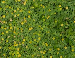 Image result for Trifolium campestre