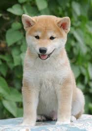 The american kennel club is specific on the types and locations of cream markings for each color. Shiba Inu Puppy For Sale Petfinder