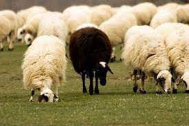 In the english language, black sheep is an idiom used to describe a member of a group, different from the rest, especially within a family, who does not fit in. Why Being The Black Sheep In The Family Is A Good Thing Letterpile
