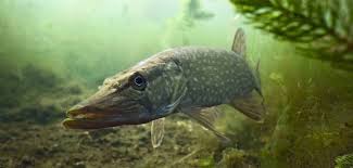 En riktigt stor gädda kan ta ditt bete, även om. Varldens Storsta Gadda Rekordet Forvanar Sportfiskare