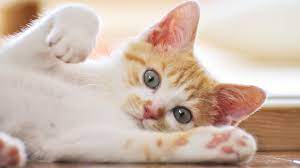 The one cat has no bumps and is friendly the other cat seems always cranky and noticed bumps on his skin and recently noticed they are not bumps anymore they are like open wounds and he is loosinghis fur from it, it is pretty gross. Panleukopenia In Cats